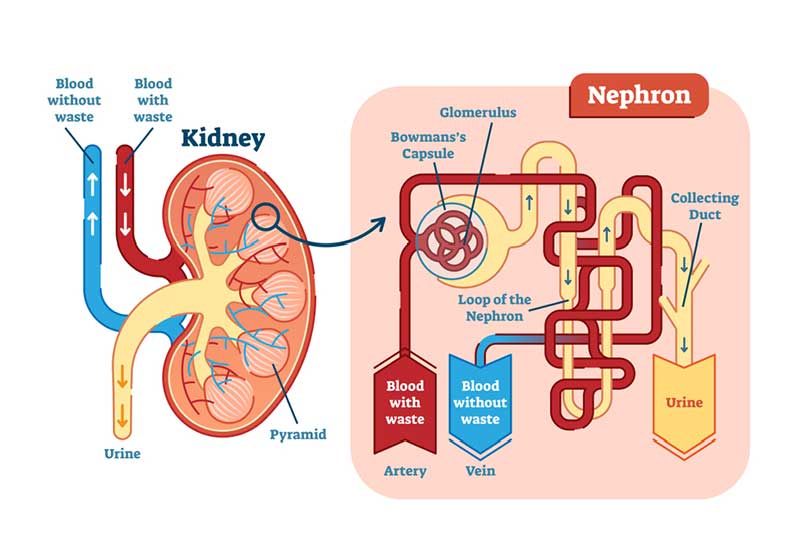 What Is Good For the Kidney Function - Lucknow Apollo Hospitals