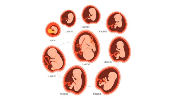 All You Need to Know About Foetal Movements